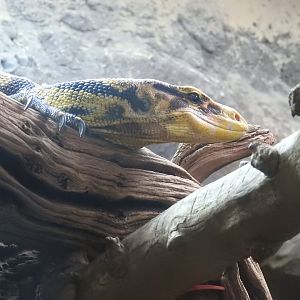 Yellow-Headed Water Monitor (Varanus cumingi)