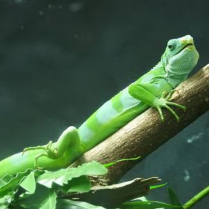 Lau Banded Iguana (Brachylophus fasciatus)