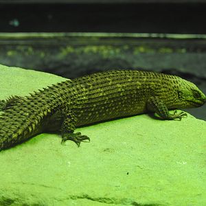 Gidgee Spiny-Tailed Skink (Egernia stokesii)