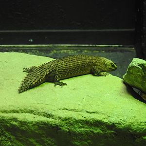 Gidgee Spiny-Tailed Skink (Egernia stokesii)