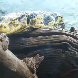 Yellow-Headed Water Monitor (Varanus cumingi)