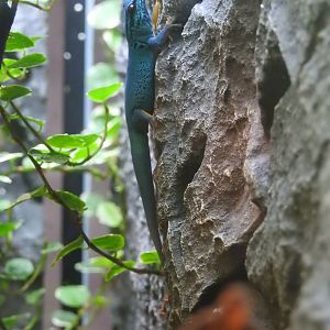 Turquoise Dwarf Gecko (Lygodactylus williamsi)