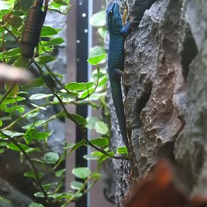 Turquoise Dwarf Gecko (Lygodactylus williamsi)