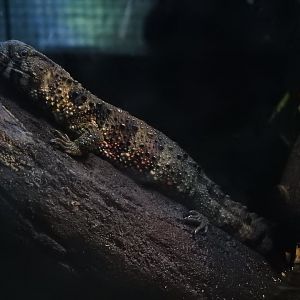 Chinese Crocodile Lizard (Shinisaurus crocodilurus crocodilurus)