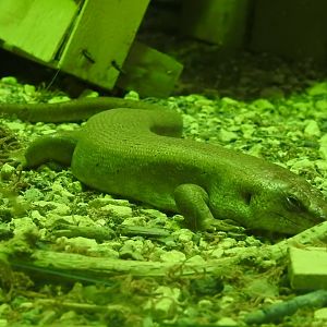 Round Island Skink (Leiolopisma telfairii)