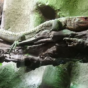 Caiman Lizard (Dracaena guianensis)