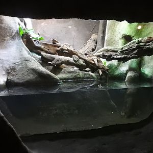 Caiman Lizard (Dracaena guianensis) Enclosure