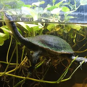 Roti Island Snake-Necked Turtle (Chelodina mccordi)