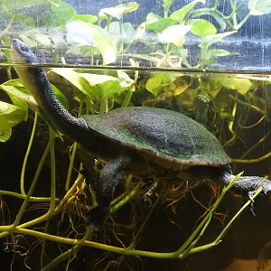 Roti Island Snake-Necked Turtle (Chelodina mccordi)