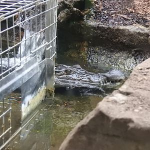 Philippine Crocodile (Crocodylus mindorensis)