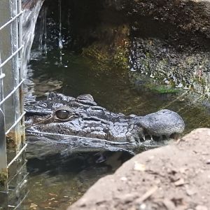 Philippine Crocodile (Crocodylus mindorensis)