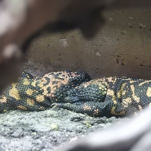 Gila Monsters (Heloderma suspectum)