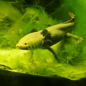Lake Patzcuaro Salamander (Ambystoma dumerilii)