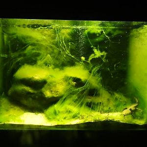 Lake Patzcuaro Salamander (Ambystoma dumerilii) Enclosure