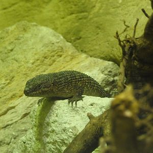 Gidgee Spiny-Tailed Skink (Egernia stokesii)