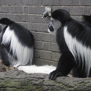 Kikuyu Guereza (Colobus guereza kikuyuensis)