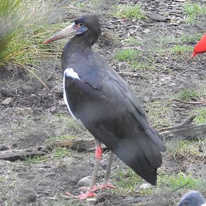 Abdim's Stork (Ciconia abdimii)