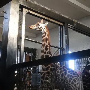 Giraffe (Giraffa camelopardalis)