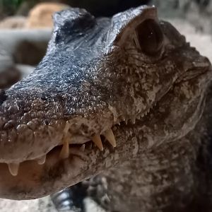 Cuvier's dwarf caiman