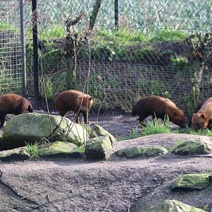 Part of the Bush dog-pack
