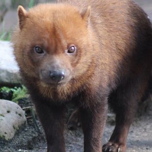 Bush dog