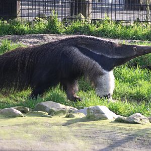 Giant anteater