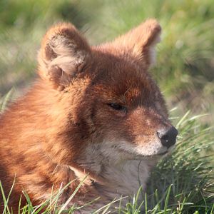 Chinese dhole
