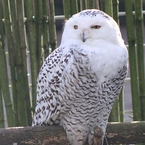 Snowy owl