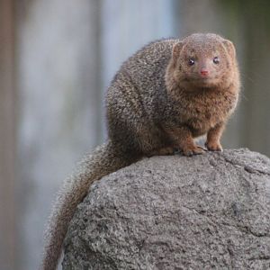 Dwarf mongoose