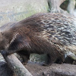 Indian crested porcupine