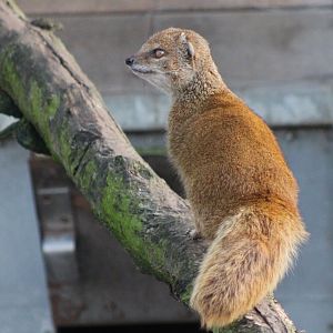 Yellow mongoose