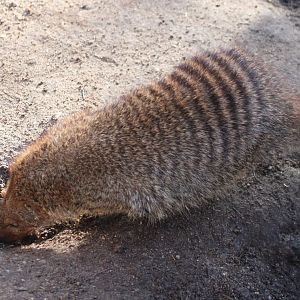 Banded mongoose