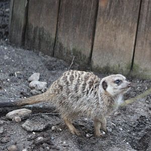 Meerkat