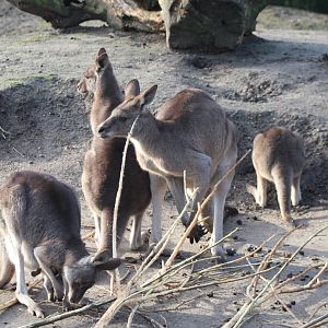 Eastern grey kangaroos