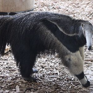 Giant anteater