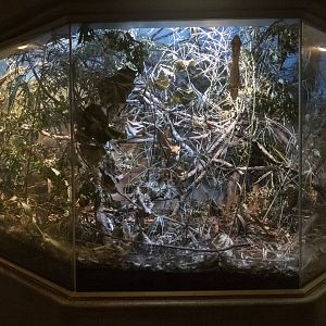 Jan. 2022 - Africa Loop - Reptiles of the Seronera - Meller's Chameleon/Henkel's Leaf-tailed Gecko Exhibit