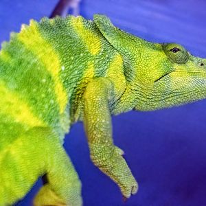 Jan. 2022 - Africa Loop - Reptiles of the Seronera - Meller's Chameleon
