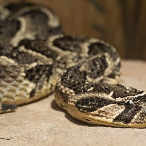 Jan. 2022 - Africa Loop - Reptiles of the Seronera - Puff Adder