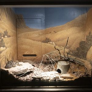 Jan. 2022 - Africa Loop - Reptiles of the Seronera - Puff Adder Exhibit