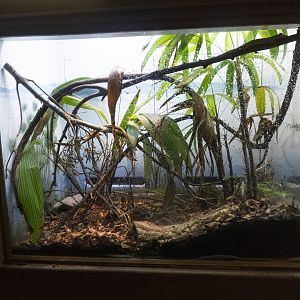 Jan. 2022 - Africa Loop - Reptiles of the Seronera - Henkel's Leaf-tailed Gecko Exhibit