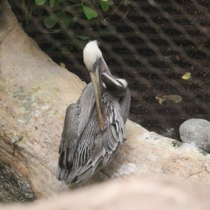 Brown Pelican (Pelecanus occidentalis)