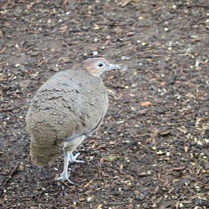 Great Tinamou (Tinamus major)