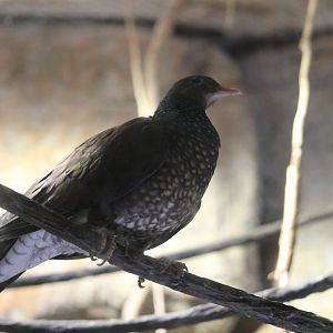 Scaled Pigeon (Patagioenas speciosa)
