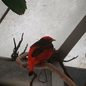 Guianan Red Cotinga (Phoenicircus carnifex)