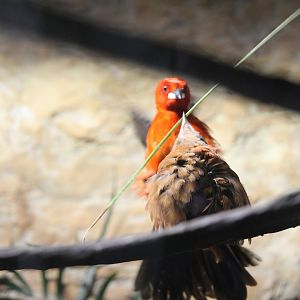 Brazilian tanagers (Ramphocelus bresilius)
