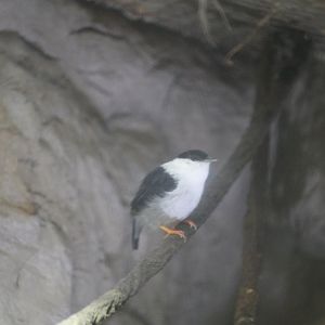 White-bearded manakin (Manacus manacus)