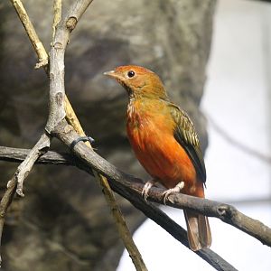 Female Guianan Red Cotinga (Phoenicircus carnifex)