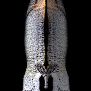 Jan. 2022 - Africa Loop - Reptiles of the Seronera - Henkel's Leaf-tailed Gecko