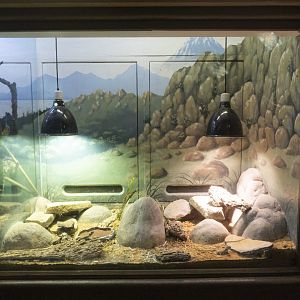 Jan. 2022 - Africa Loop - Reptiles of the Seronera - Taylor's Shield-tailed Agama/Pancake Tortoise Exhibit