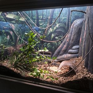 Jan. 2022 - Africa Loop - Reptiles of the Seronera - Gaboon Viper Exhibit
